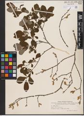 Foto von Salix aurita L.
